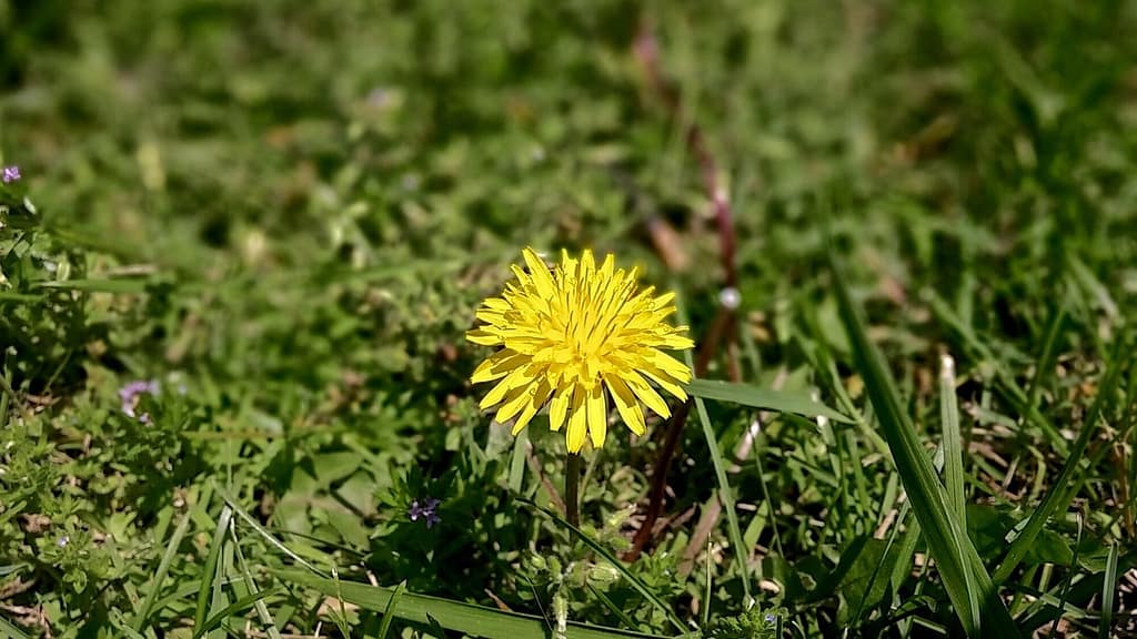 Rasen mit Unkraut