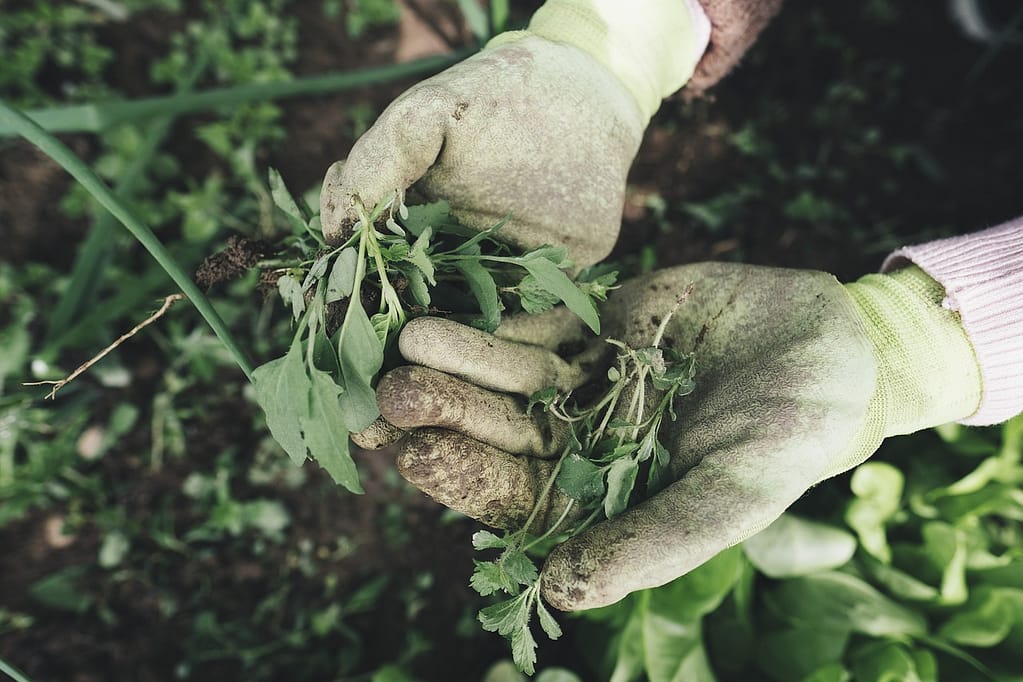 Unkraut im Garten
